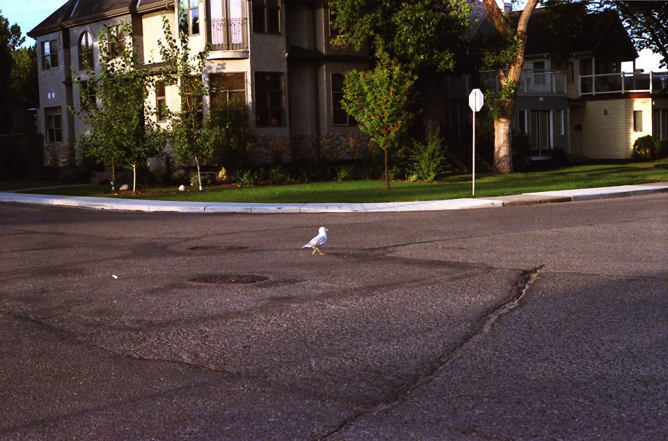 Gull crossing road. Taken with Pentax K1000.