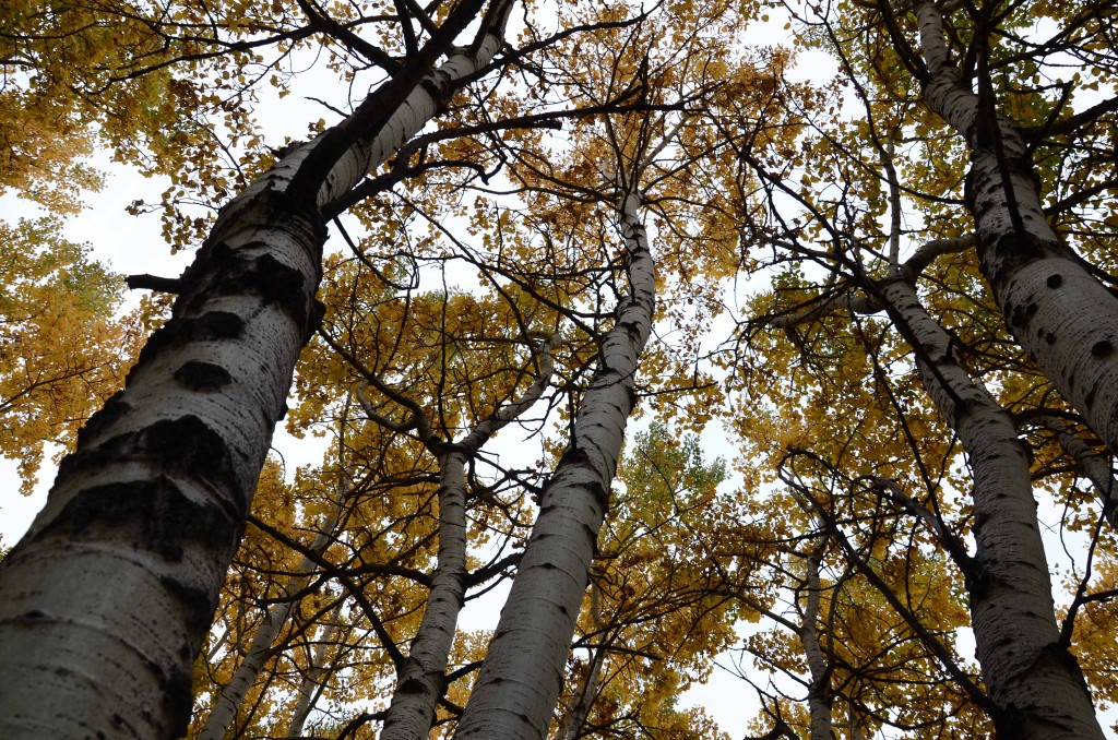 fish creek autumn trees