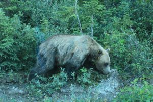 Caught a glimpse of a grizzly bear!